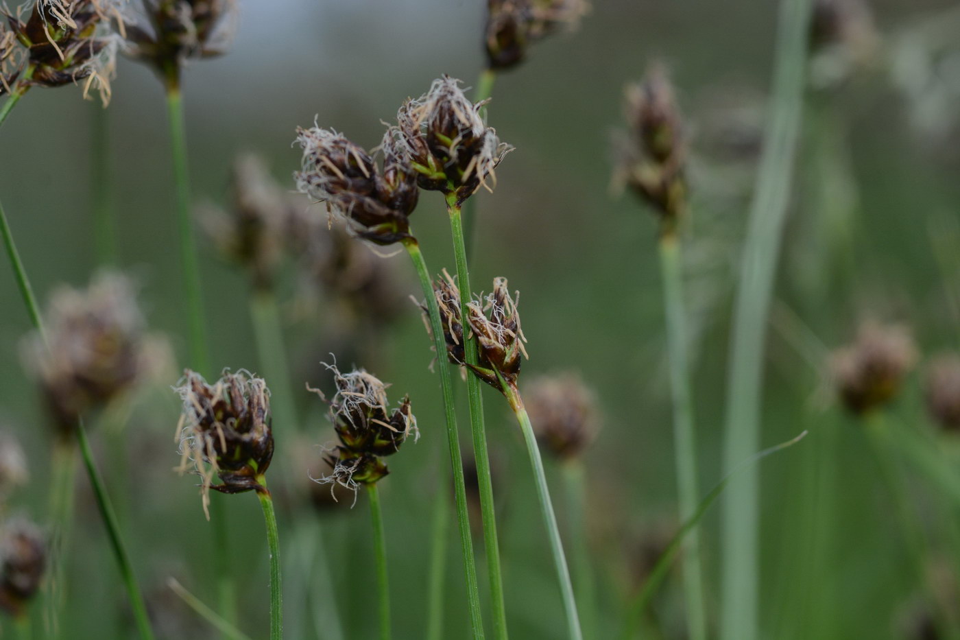 Изображение особи род Carex.