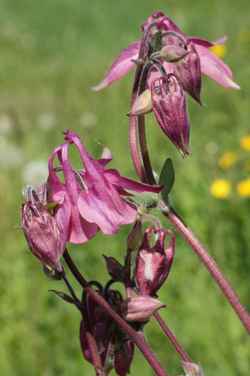 Изображение особи Aquilegia vulgaris.