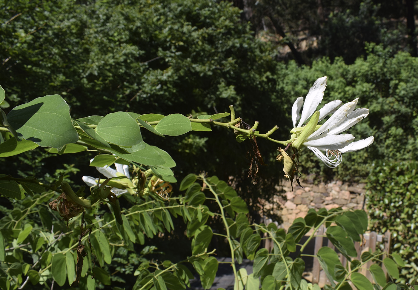 Image of Bauhinia forficata specimen.