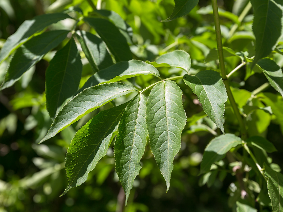 Image of Sambucus nigra specimen.