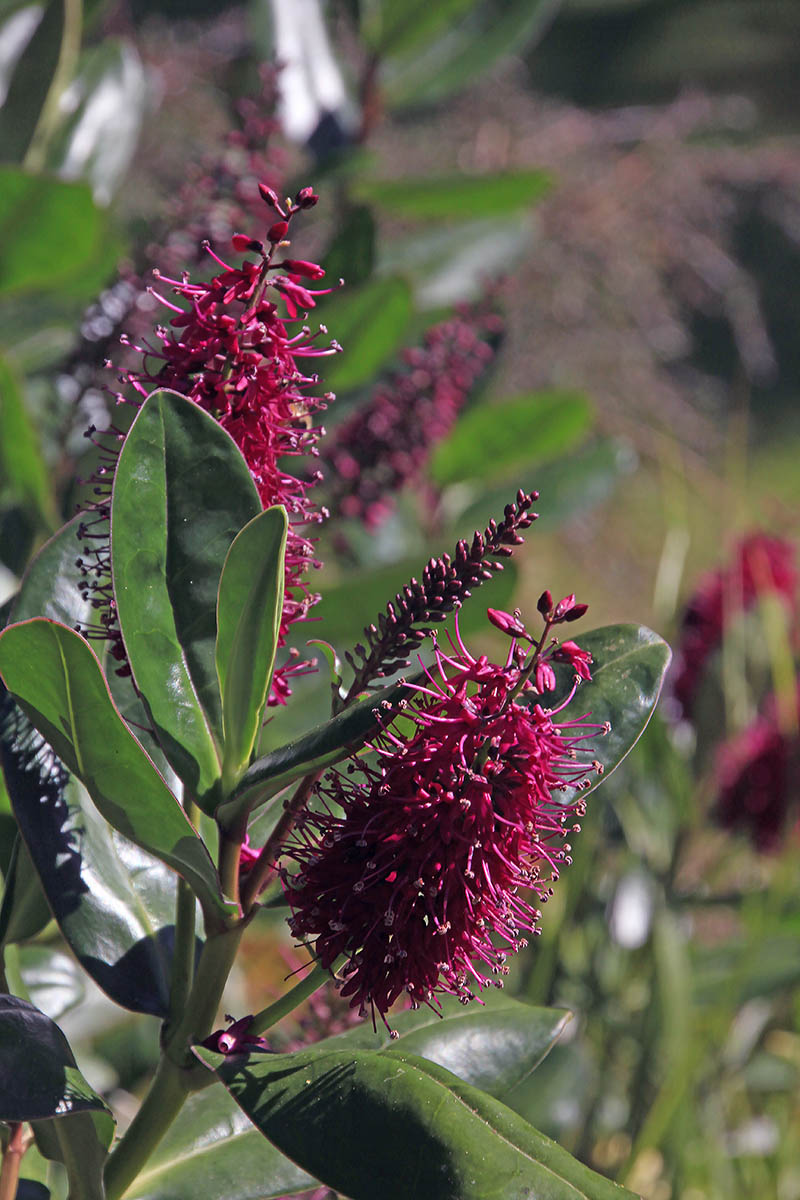 Image of Hebe speciosa specimen.