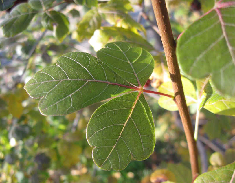 Изображение особи Rhus trilobata.