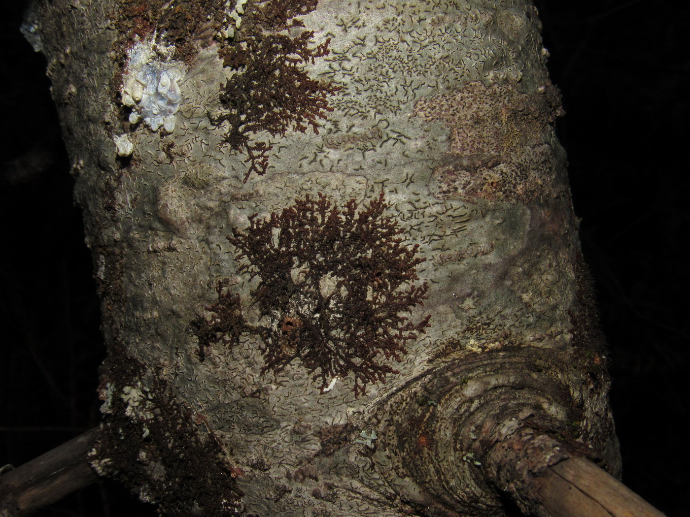 Image of Frullania bolanderi specimen.