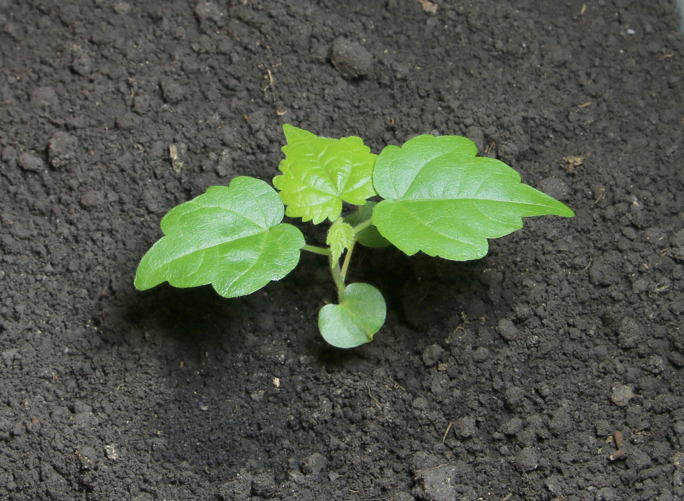 Image of Abutilon &times; hybridum specimen.