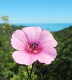 Althaea cannabina