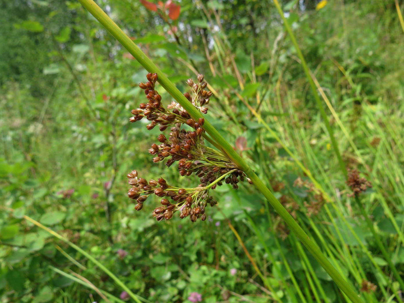 Изображение особи Juncus effusus.