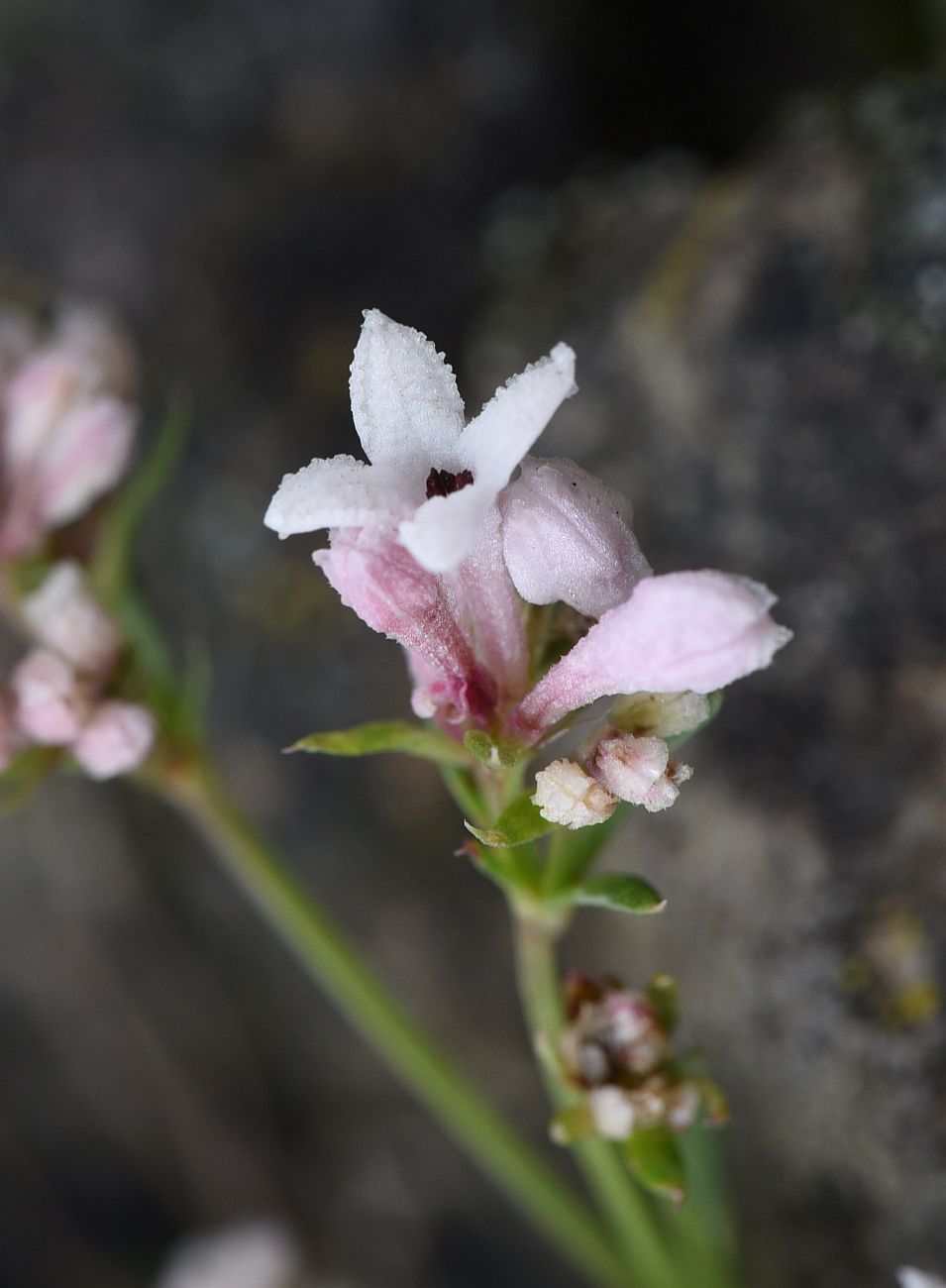 Изображение особи Asperula abchasica.