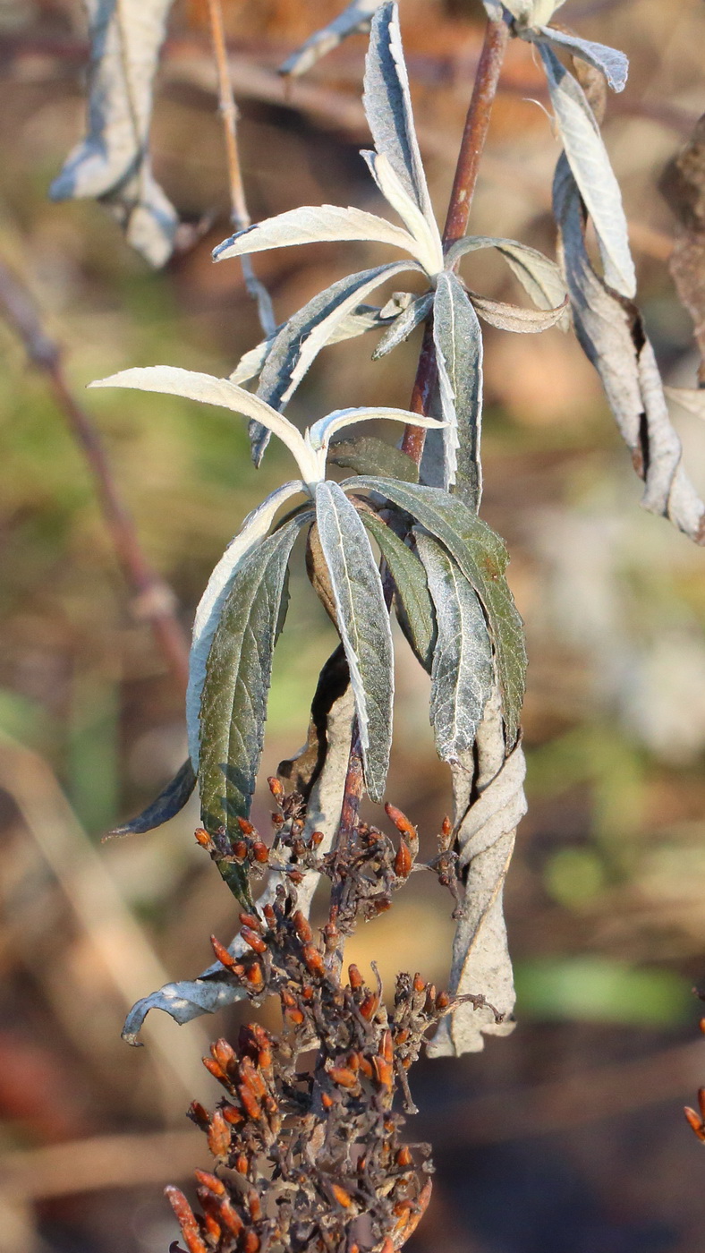 Image of Buddleja davidii specimen.