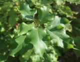 Populus &times; berolinensis