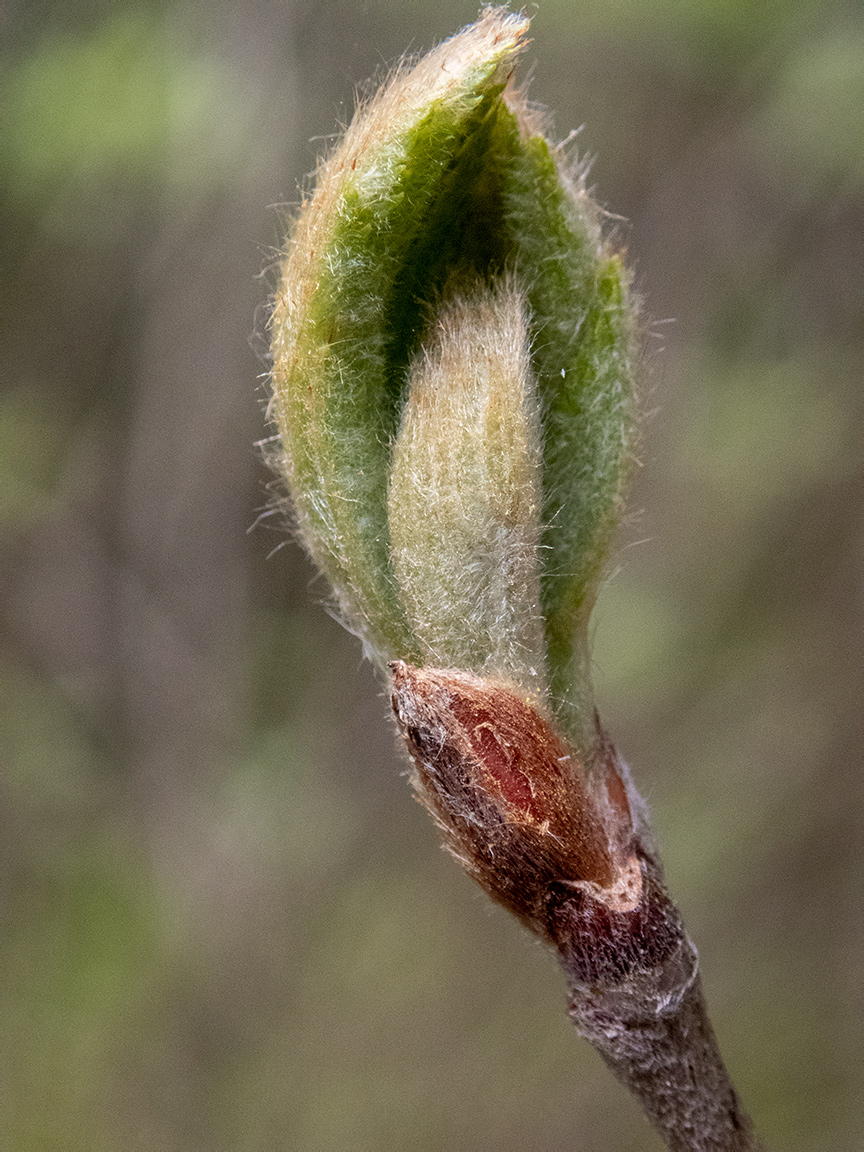 Изображение особи Sorbus aucuparia.