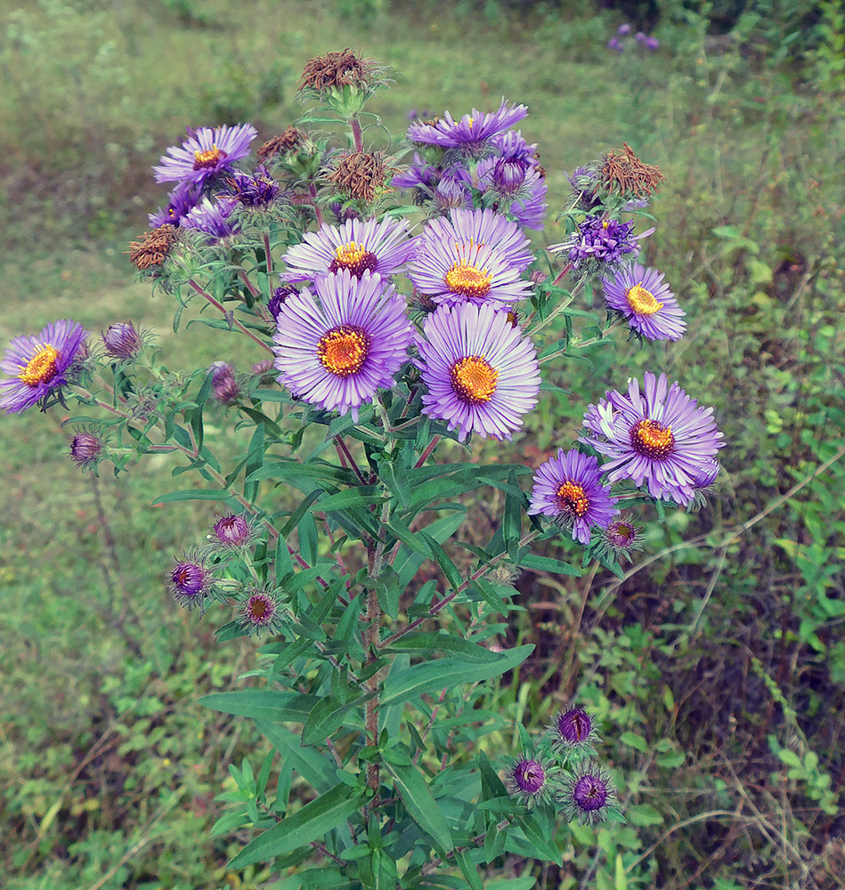 Изображение особи Symphyotrichum novae-angliae.