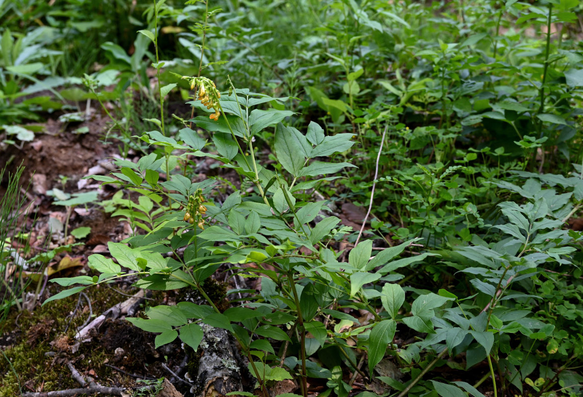 Изображение особи Lathyrus aureus.