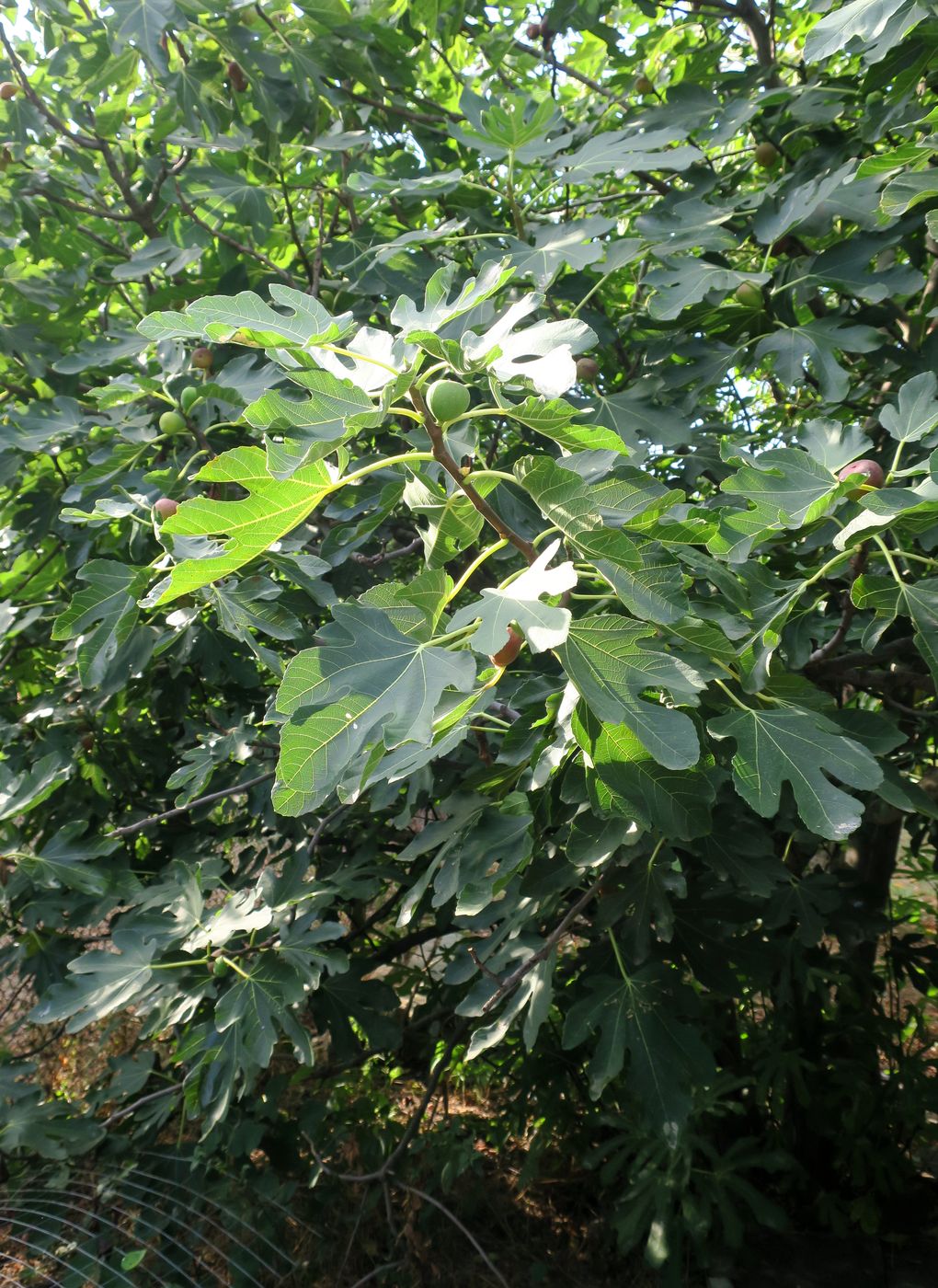 Image of Ficus carica specimen.