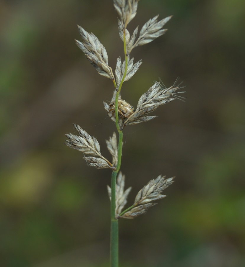Image of Poa compressa specimen.