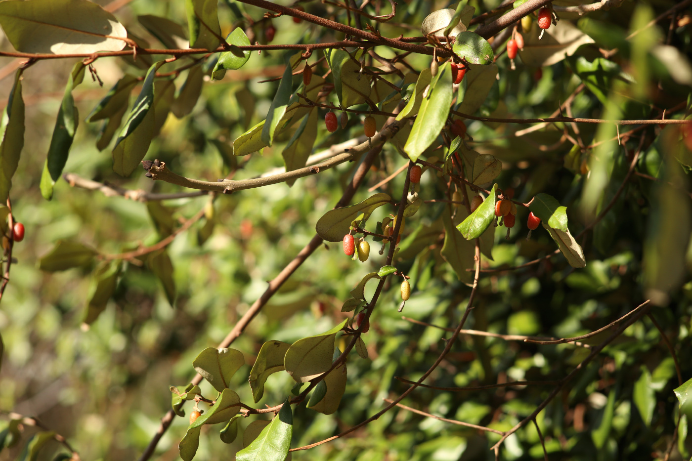 Image of Elaeagnus pungens specimen.