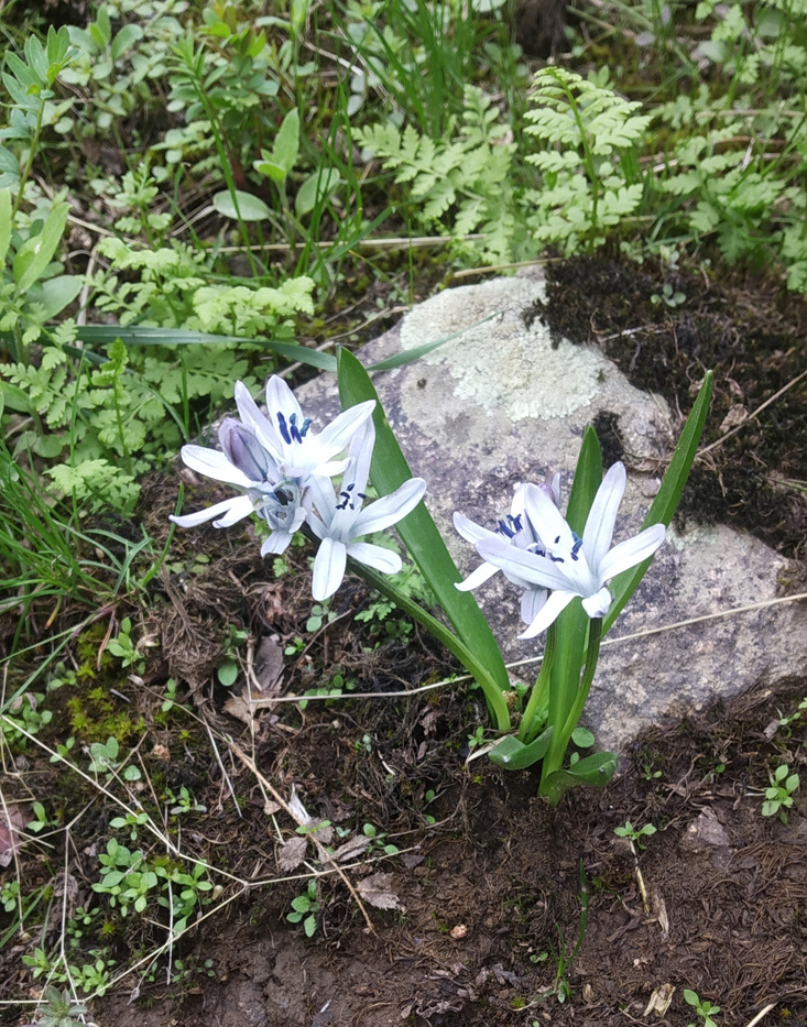 Image of Scilla puschkinioides specimen.