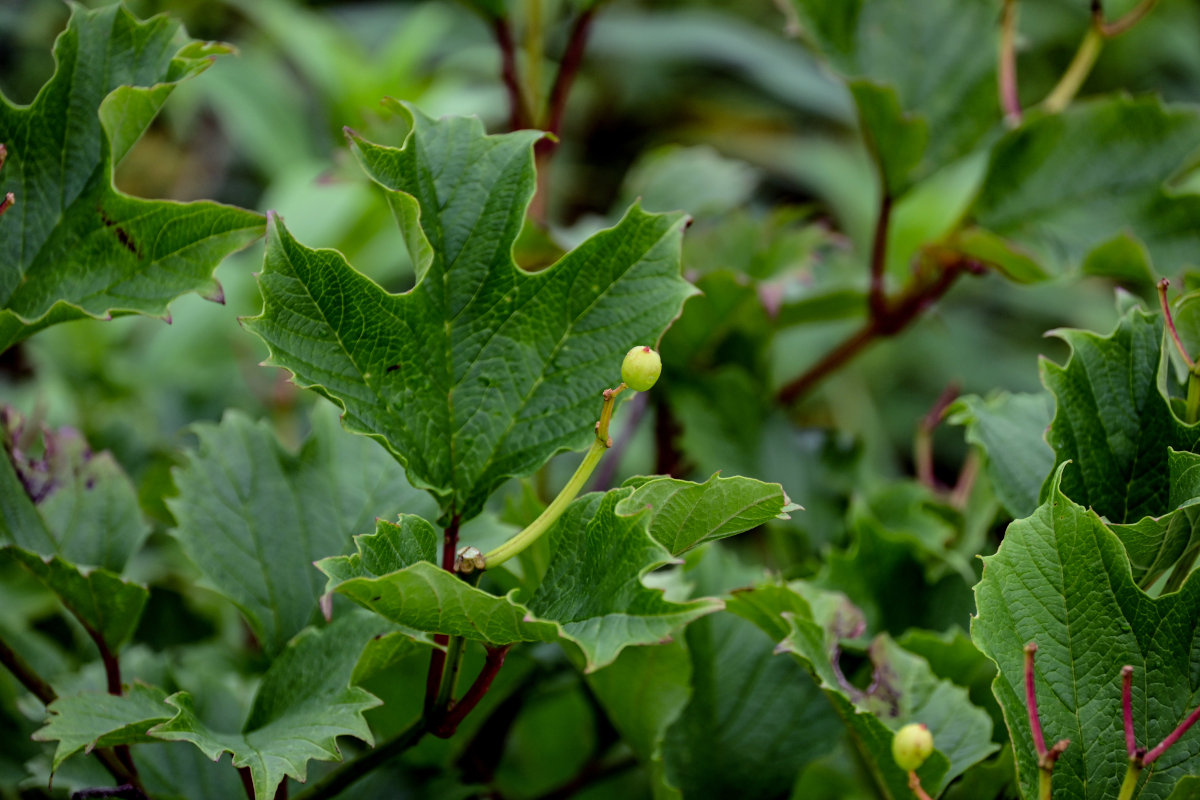 Изображение особи Viburnum sargentii.