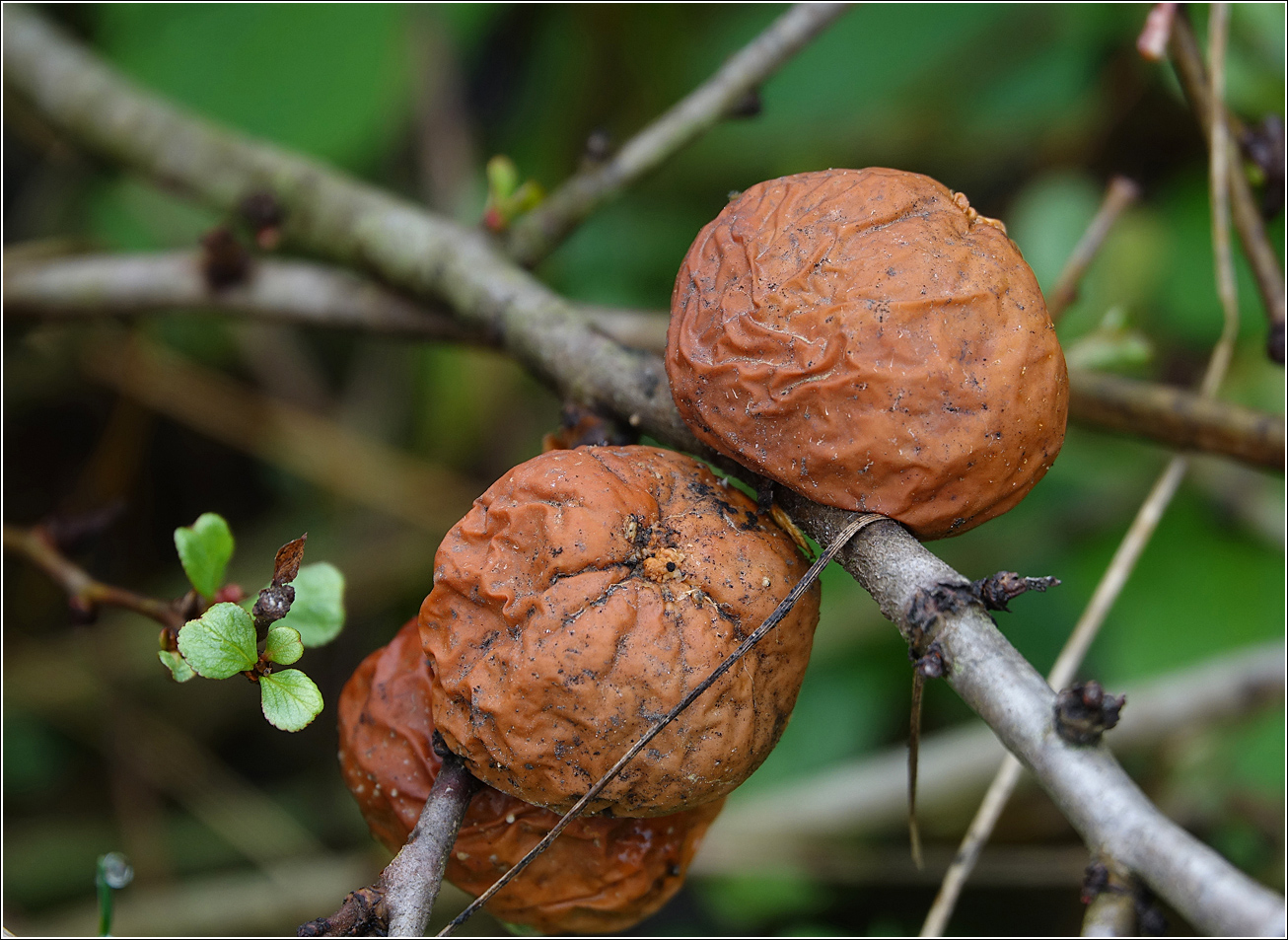 Изображение особи Chaenomeles japonica.