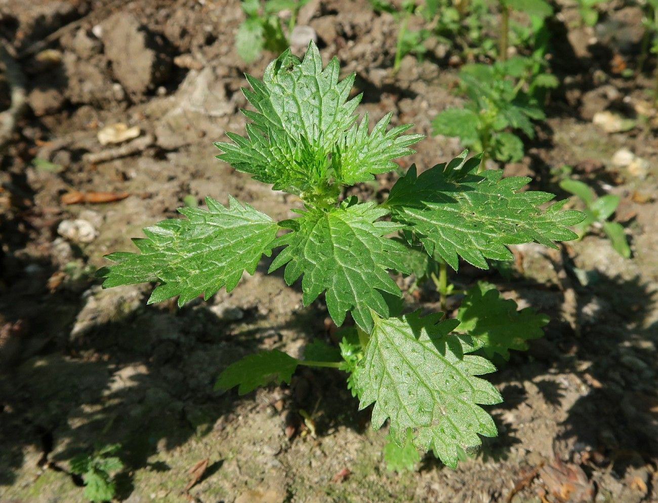 Изображение особи Urtica urens.