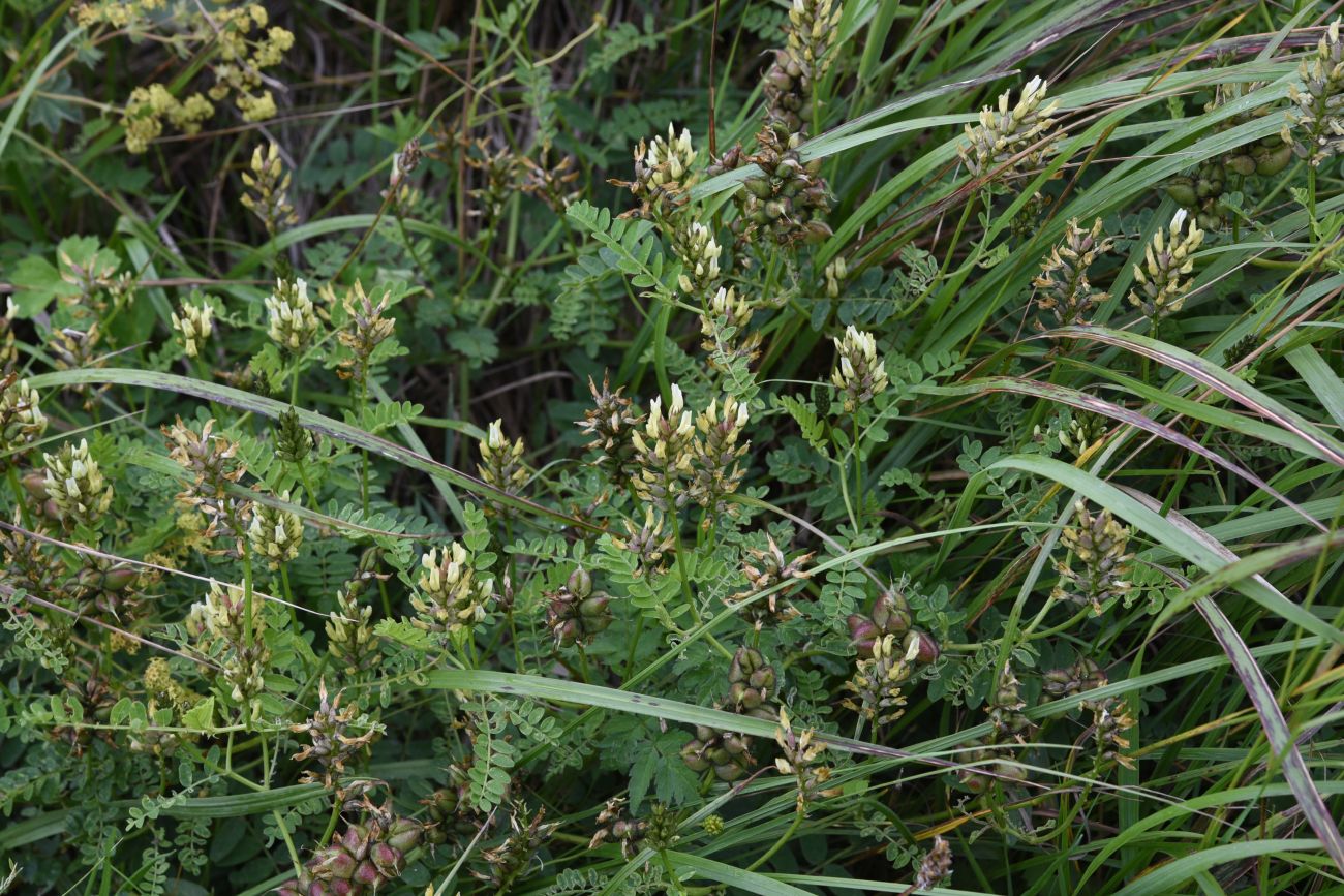 Image of Astragalus cicer specimen.