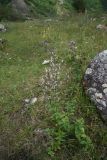 Nepeta nuda. Цветущее растение. Кабардино-Балкария, Эльбрусский р-н, окр. устья р. Бедык, луг на правом берегу. 25 июля 2022 г.