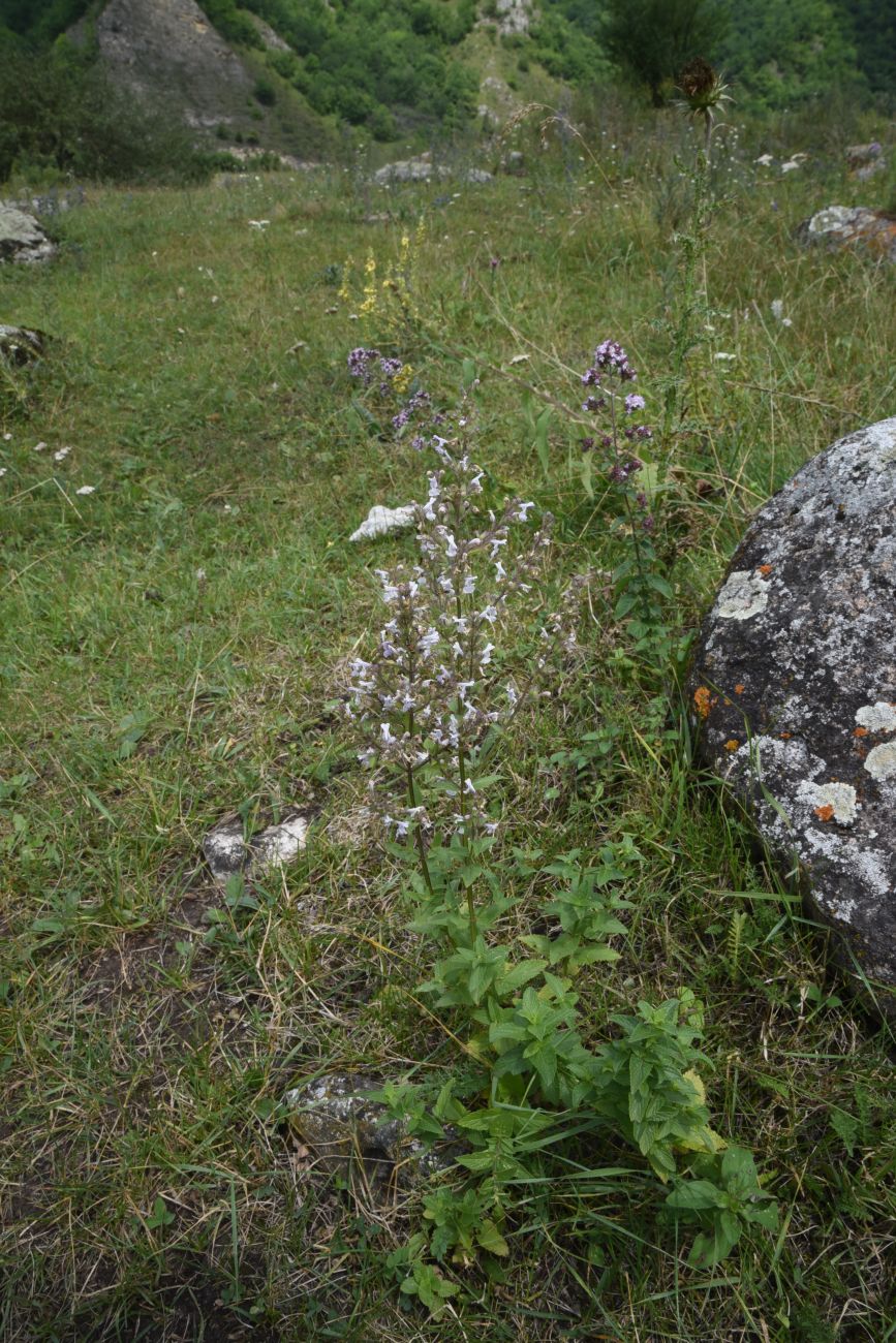 Image of Nepeta nuda specimen.