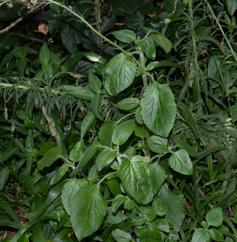 Изображение особи Ageratum houstonianum.