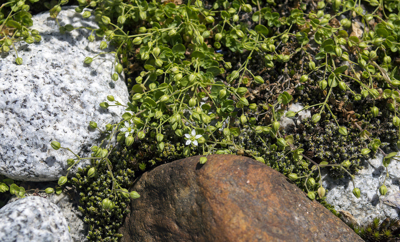 Image of Arenaria rotundifolia specimen.