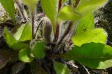 Rudbeckia hirta