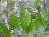 Betula schmidtii. Верхушка побега с соплодиями. Приморский край, Хасанский район, заповедник \"Кедровая падь\". 30.08.2005.