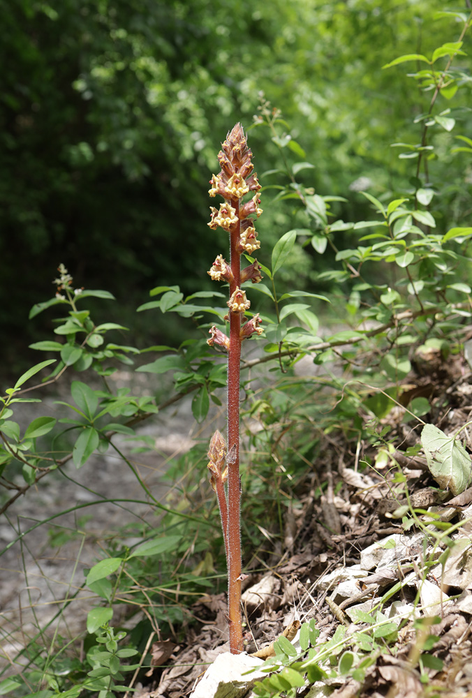 Изображение особи Orobanche laxissima.