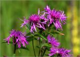 Centaurea phrygia