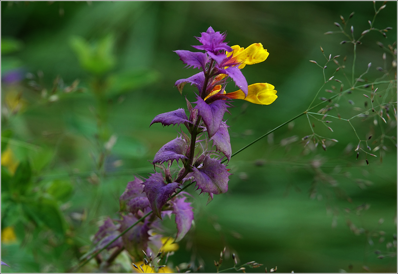 Image of Melampyrum nemorosum specimen.