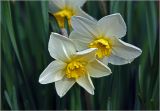 genus Narcissus