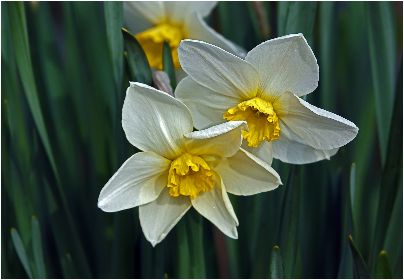 Image of genus Narcissus specimen.