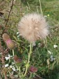 Cirsium pendulum. Верхушки побегов со зрелым и созревающими соплодиями. Хабаровский край, окр. г. Комсомольск-на-Амуре, зарастающий пустырь. 06.09.2023.