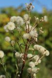 Erigeron acris