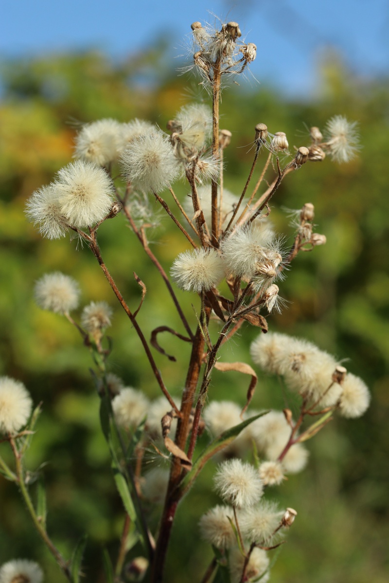 Изображение особи Erigeron acris.