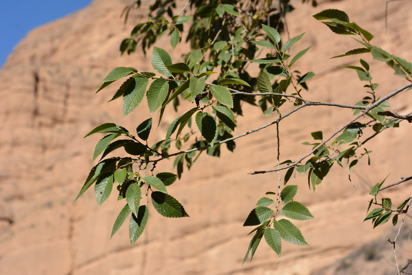 Изображение особи Ulmus pumila.