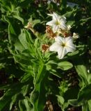 Argusia sibirica