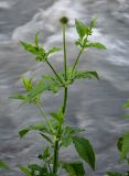 Dipsacus strigosus