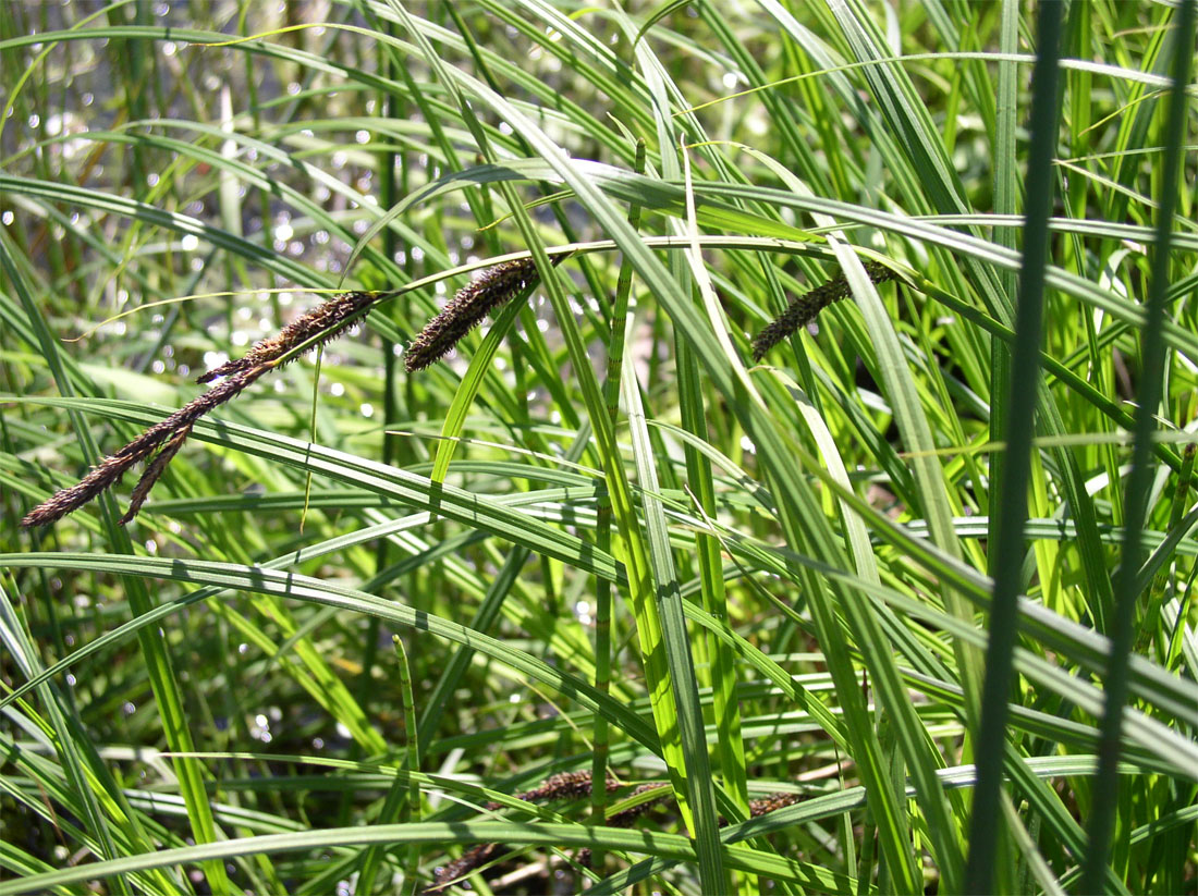 Изображение особи Carex acuta.