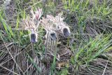 Pulsatilla pratensis