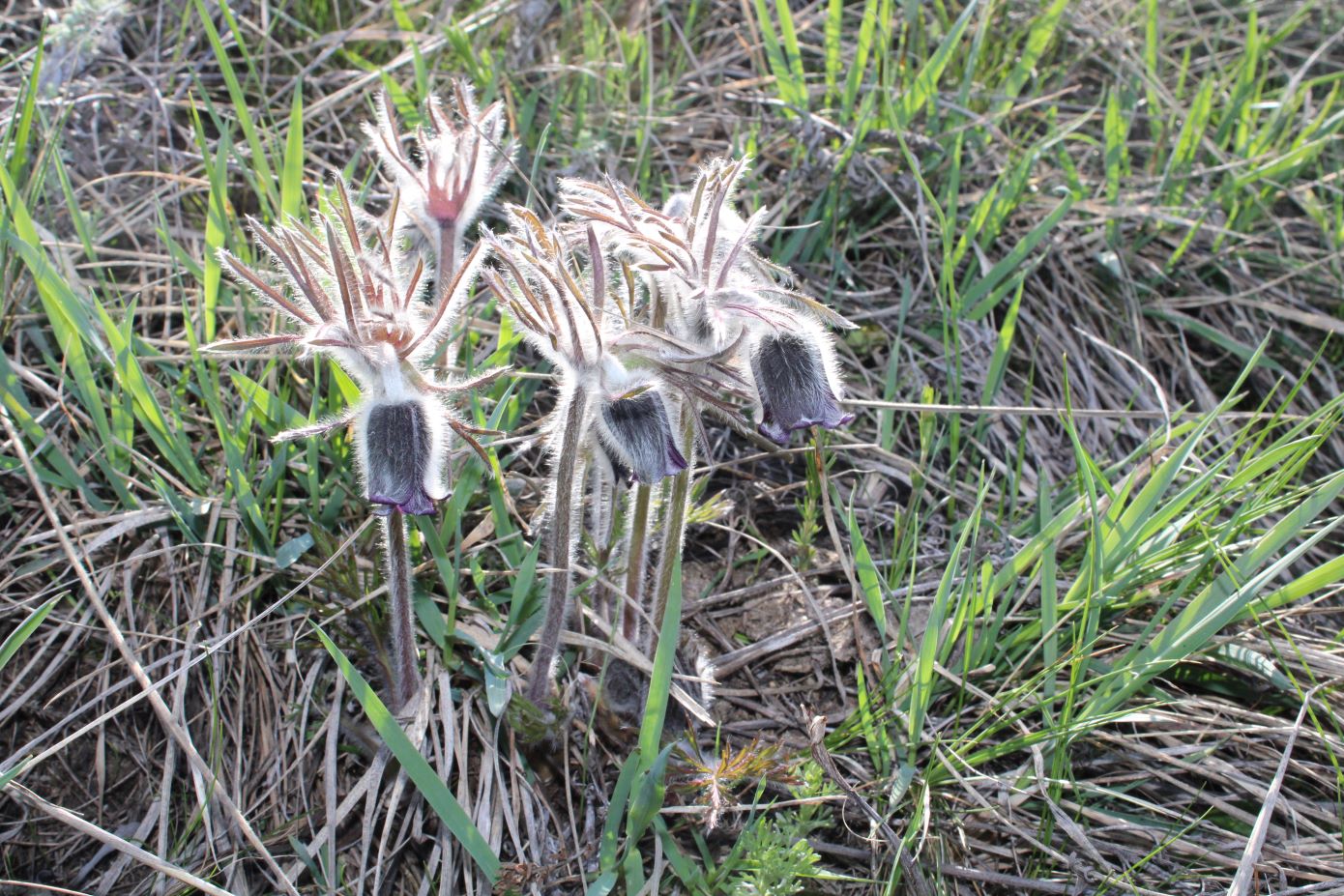 Image of Pulsatilla pratensis specimen.