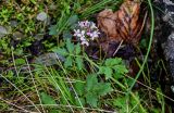 Cardamine macrophylla. Верхушка цветущего растения. Красноярский край, Таймырский Долгано-Ненецкий р-н, плато Путорана, долина р. Иркингда, берег реки. 24.07.2023.