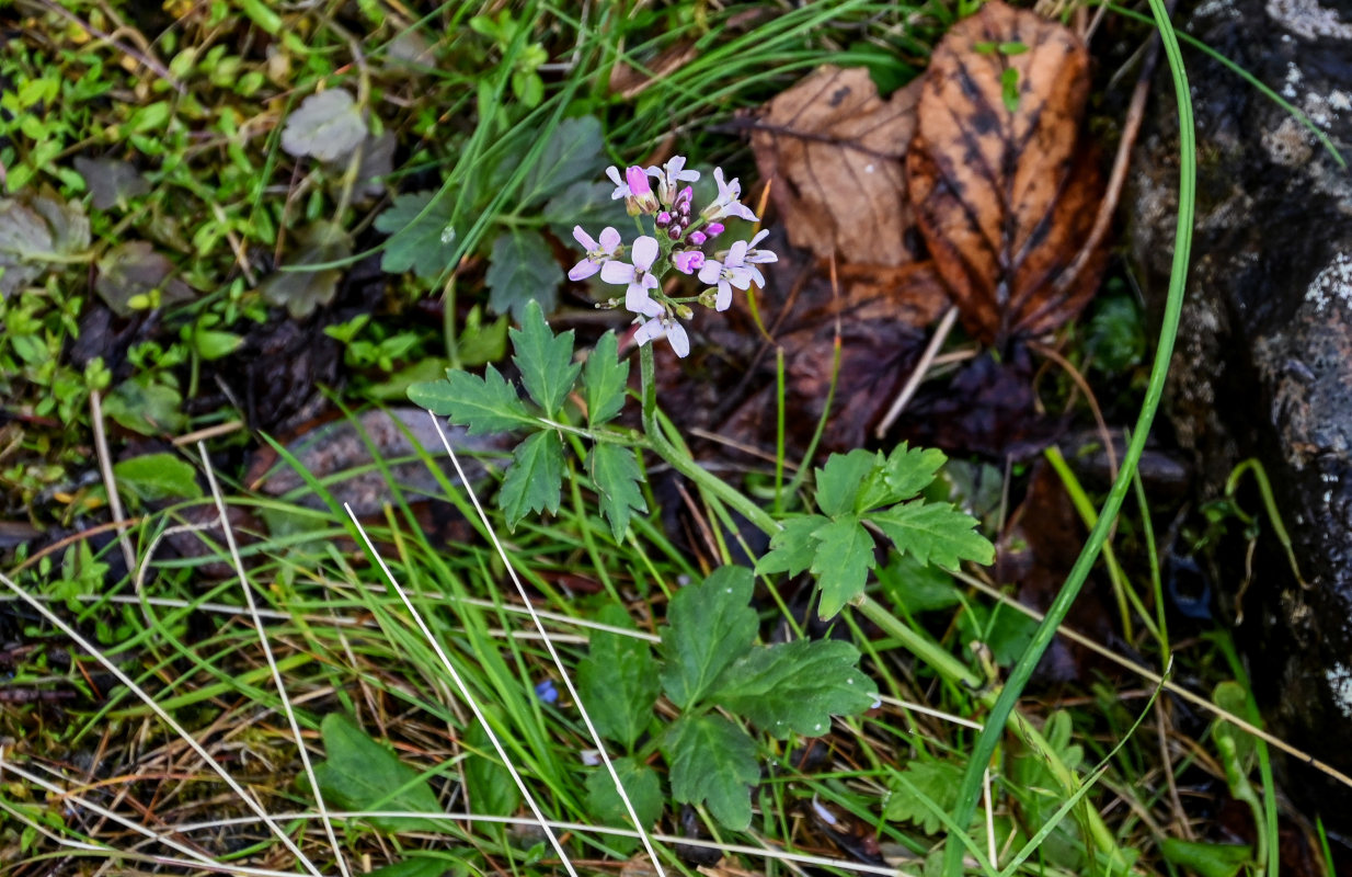 Изображение особи Cardamine macrophylla.