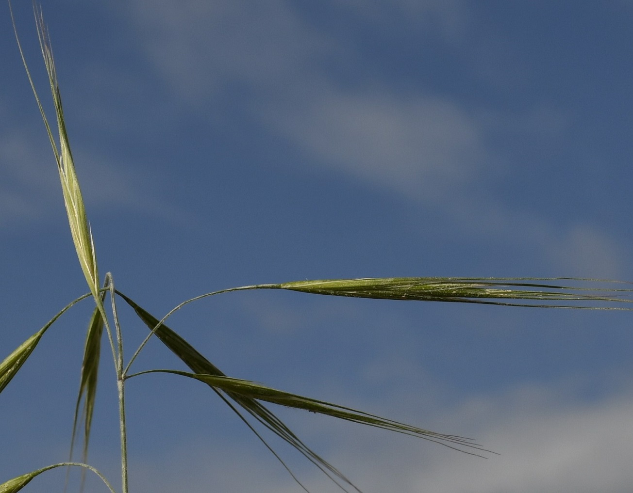 Image of genus Anisantha specimen.