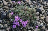 Dianthus repens