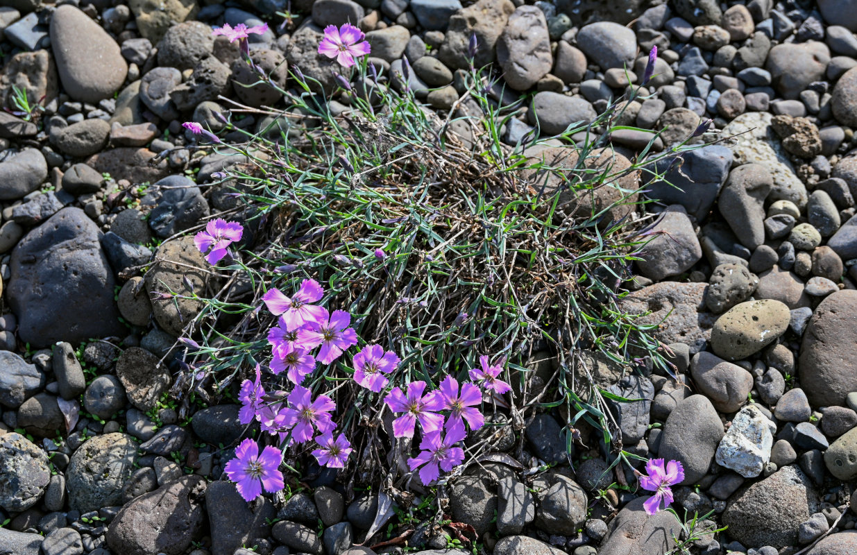 Изображение особи Dianthus repens.