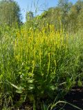 Barbarea stricta